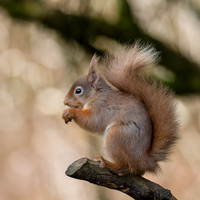 Red Squirrel