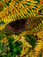 Scotch Argus (Erebia aethiops)