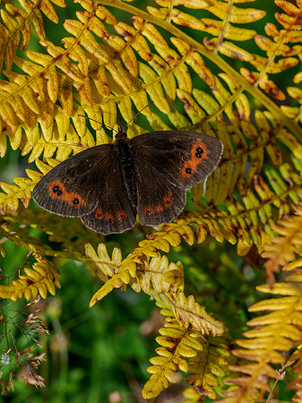 Scotch Argus (Erebia aethiops)