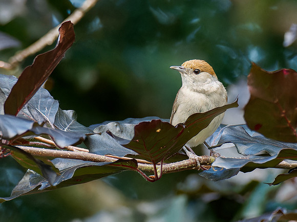 Female Blackcap