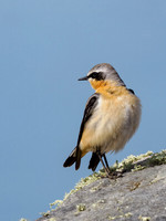 Wheatear (Oenanthe oenanthe)