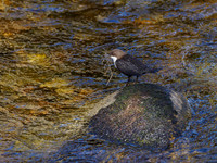 Nethy Dipper