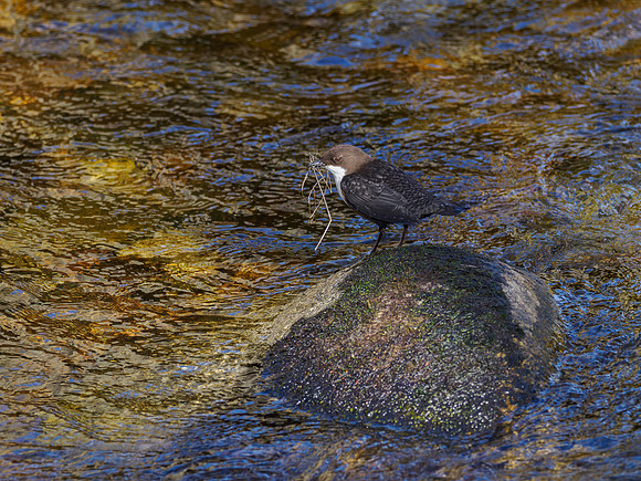 Nethy Dipper