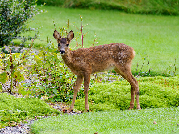 Trainee Gardeners
