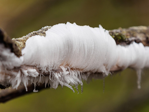 Ice Flower 6