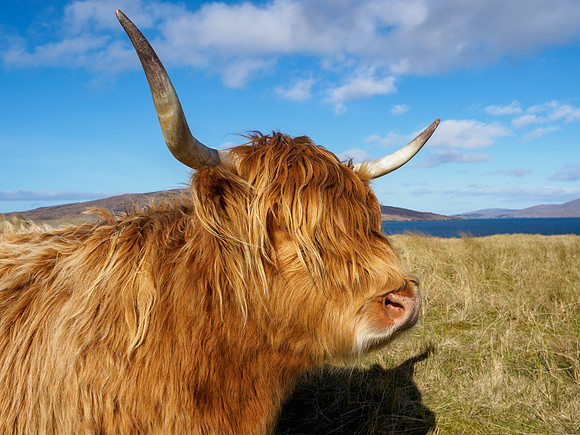 Coo With a View