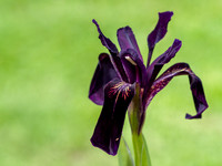Iris chrysographes 'Black Knight'