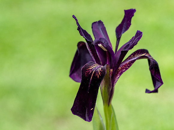 Iris chrysographes 'Black Knight'
