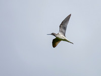 Greenshank (Tringa nebularia)