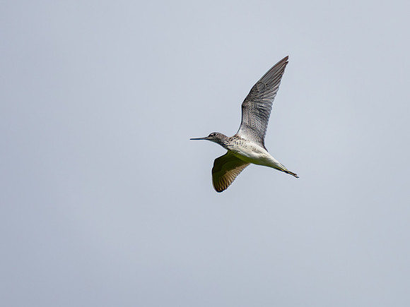 Greenshank (Tringa nebularia)