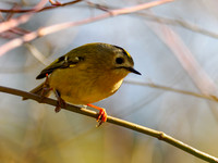 Goldcrest (Regulus regulus)