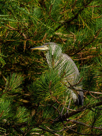 Heron in Hiding