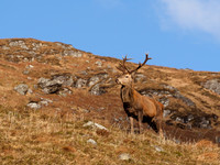 Red Deer Stag