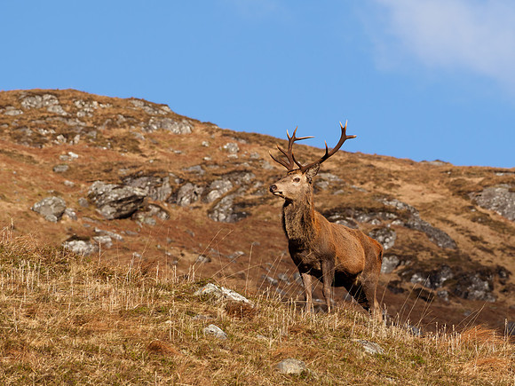 Red Deer Stag