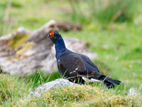 Black Grouse (Tetrao tetrix)