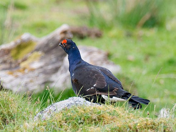 Black Grouse (Tetrao tetrix)