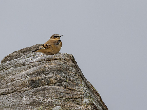 Juvenile Wheatear (Oenanthe oenanthe)