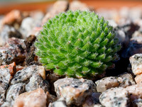 Succulent