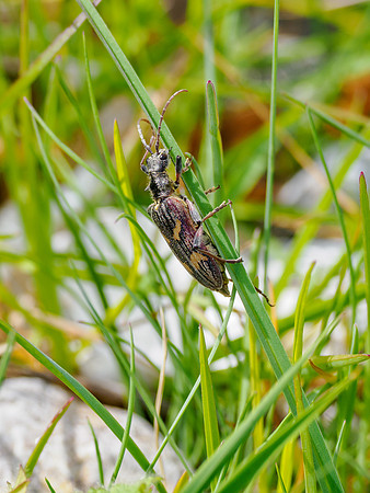 Two-banded Longhorn Beetle (Rhagium bifasciatum)