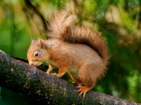 Squirrel