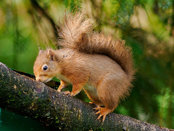 Squirrel