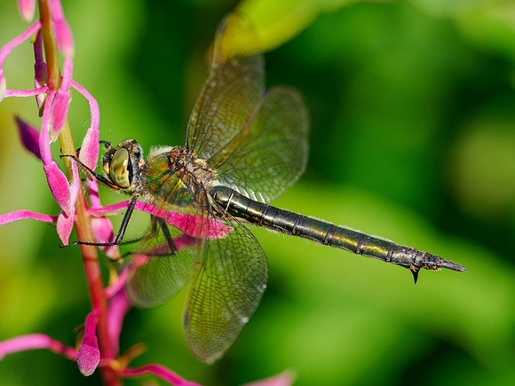 2022-08 Brilliant Emerald Dragonfly