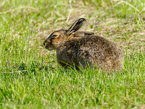 Brown Hare (Lepus europaeus)