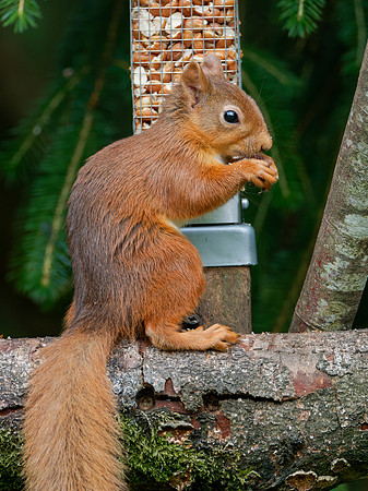Red Squirrel Feeding