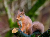 Red Squirrel (Sciurus vulgaris)