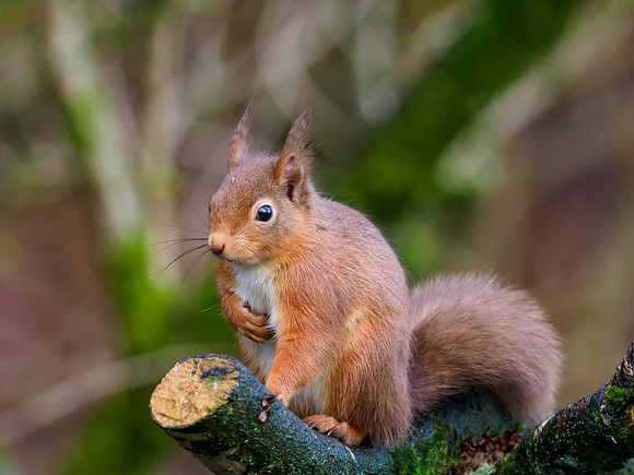 Red Squirrel (Sciurus vulgaris)