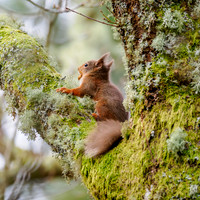 Red Squirrel (feòrag ruadh)