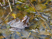 Frog Soup