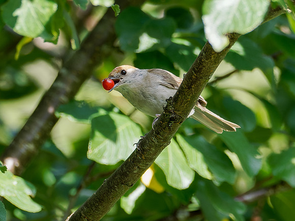 Male Blackcap