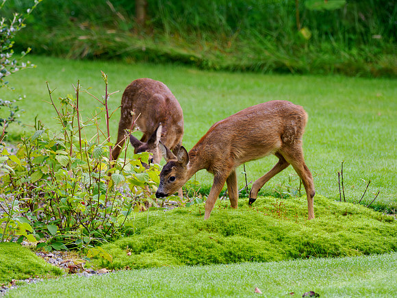 Trainee Gardeners