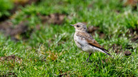 Juvenile Wheatear