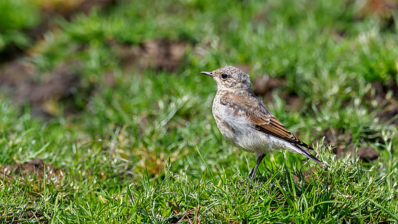 Juvenile Wheatear