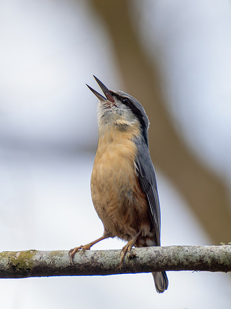 Noisy Nuthatch