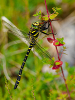 Golden-ringed Dragonfly (Cordulegaster boltonii)