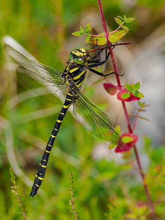 Golden-ringed Dragonfly (Cordulegaster boltonii)