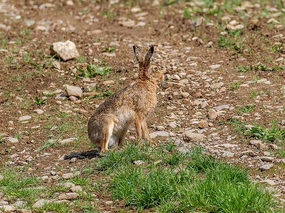 Brown Hare
