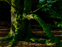 Balmacaan Woodland