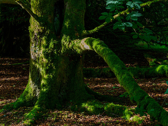 Balmacaan Woodland