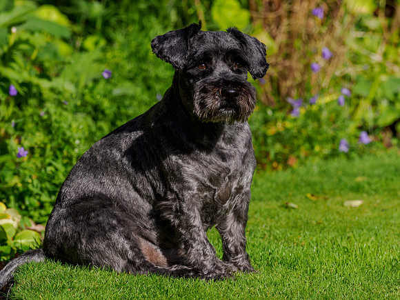 Archie