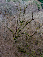 Entangled
