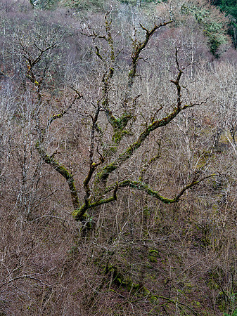 Entangled