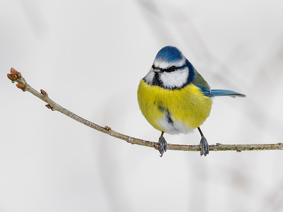 Blue Tit